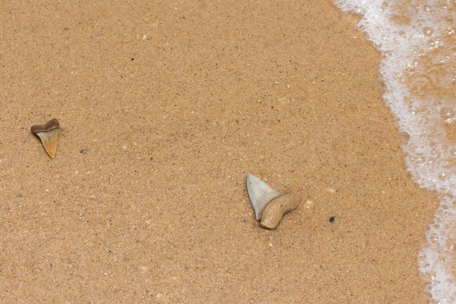 Fossil and shark-tooth hunting near Calvert Cliffs