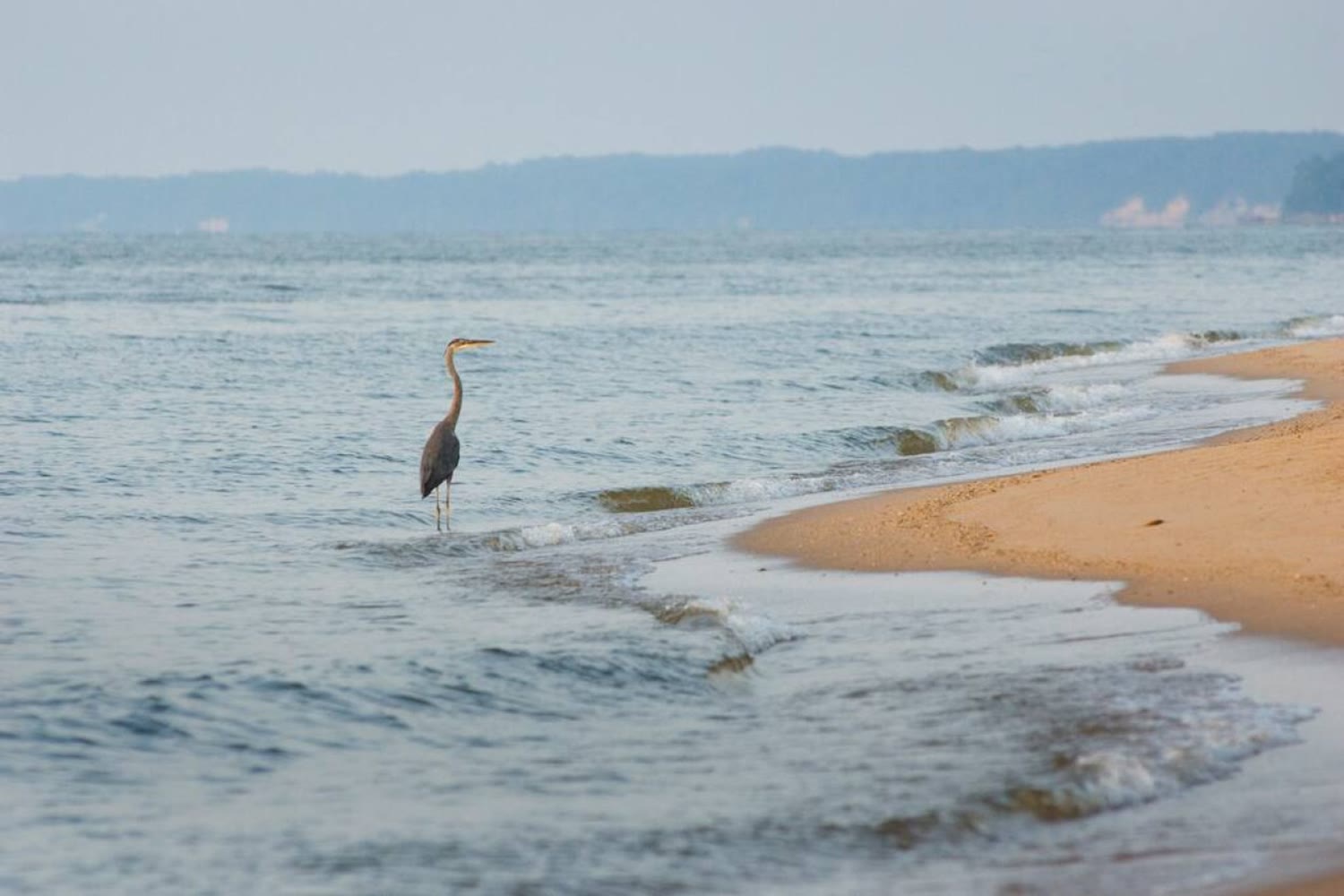 Great blue heron on the Chesapeake Bay shore
